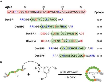 Rationally Designed Bicyclic Peptides Prevent the Conversion of Aβ42 Assemblies Into Fibrillar Structures